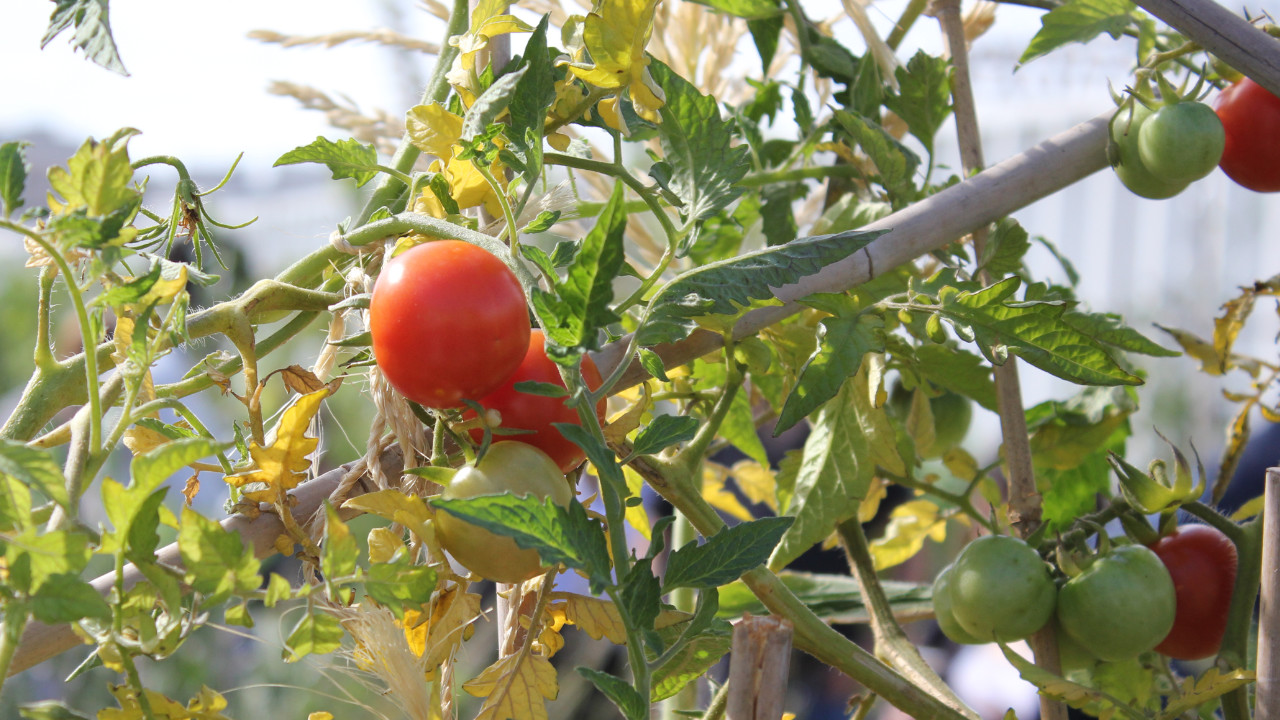 Le projet Parisculteurs 4 - La ferme voisine